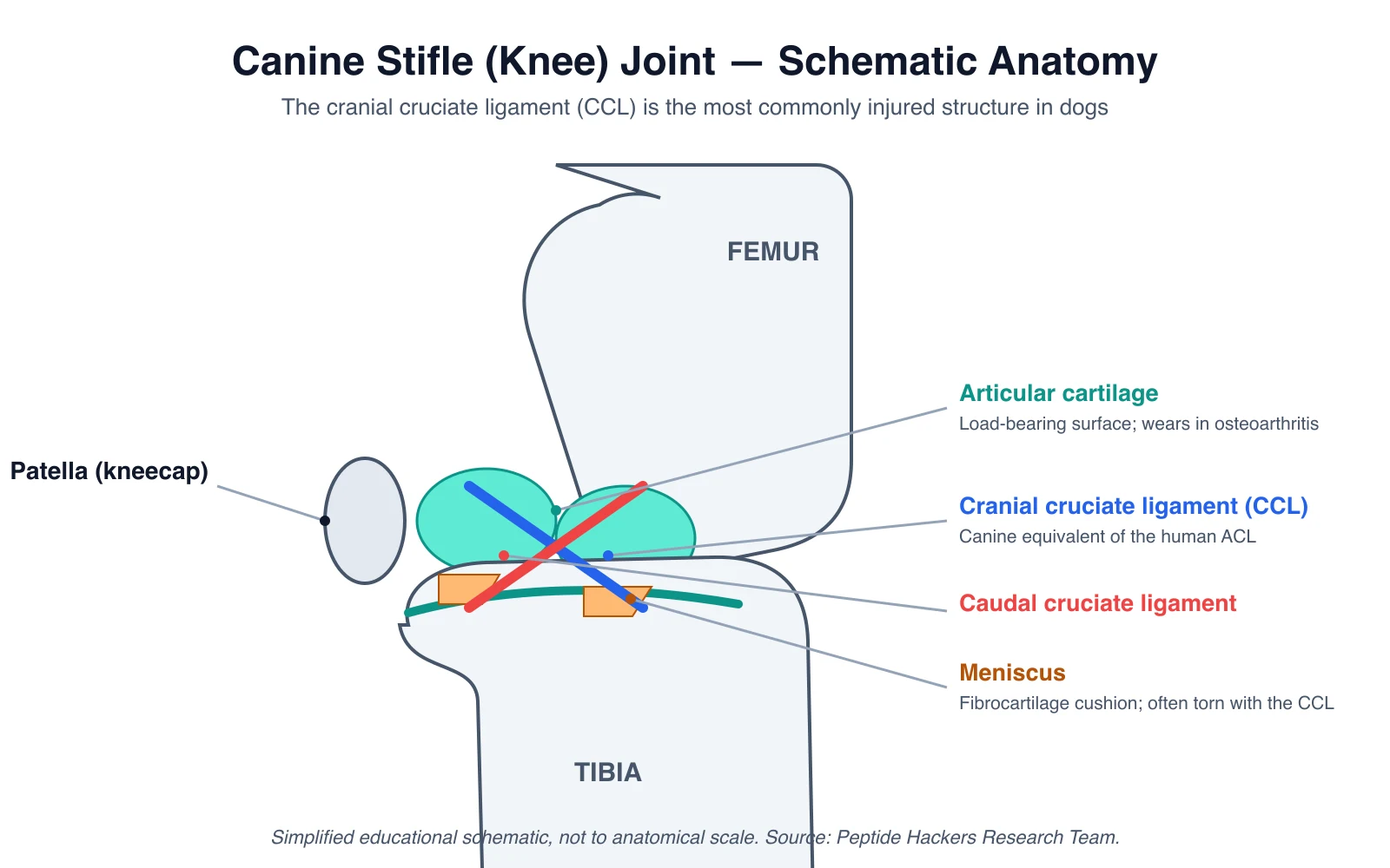 Schematic anatomy of a canine stifle (knee) joint labeling the femur, tibia, patella, cranial and caudal cruciate ligaments, meniscus, and articular cartilage